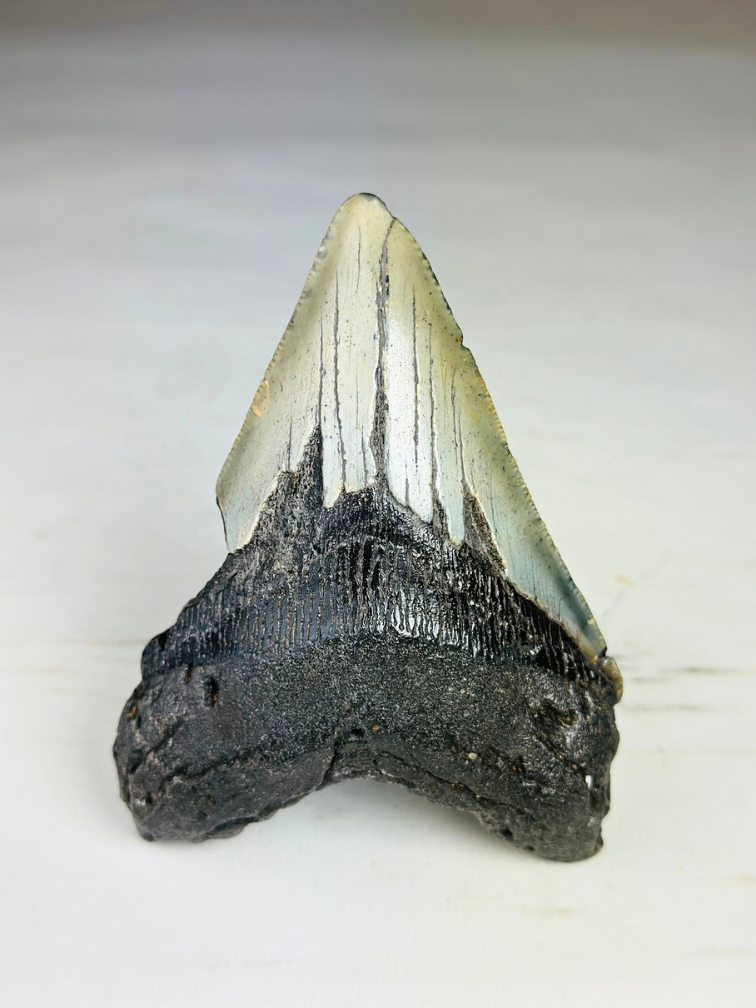 Megalodon Tooth "Savage Reborn" (VS) - 11.8 cm