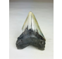 Dente di Megalodonte "Savage Reborn" (USA) - 11,8 cm