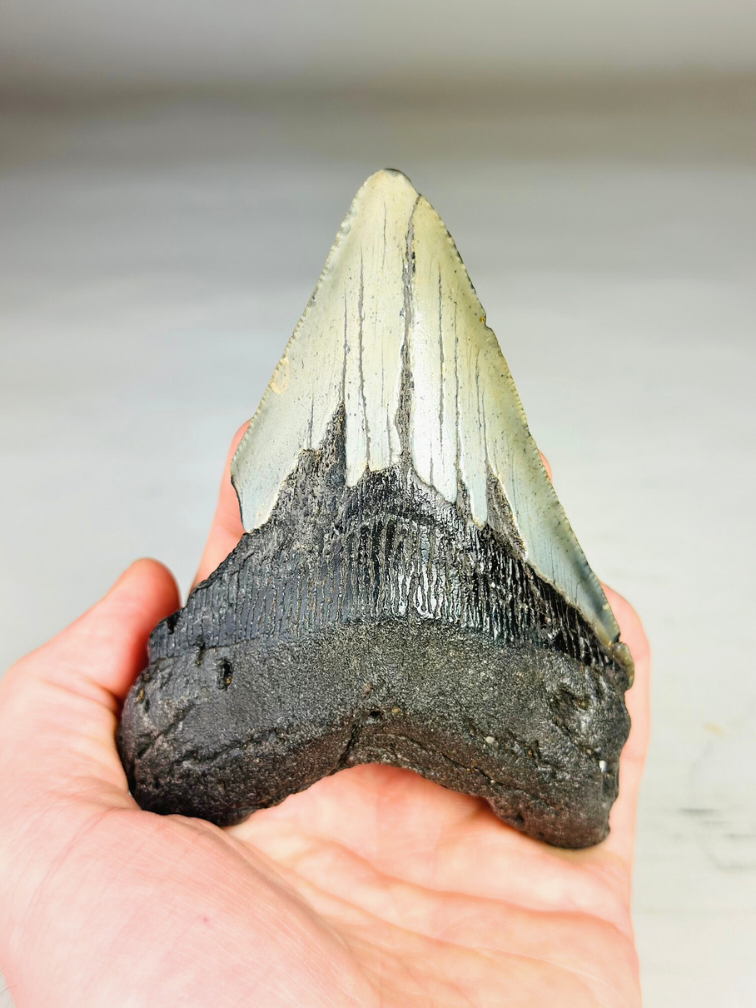 Dente di Megalodonte "Savage Reborn" (USA) - 11,8 cm