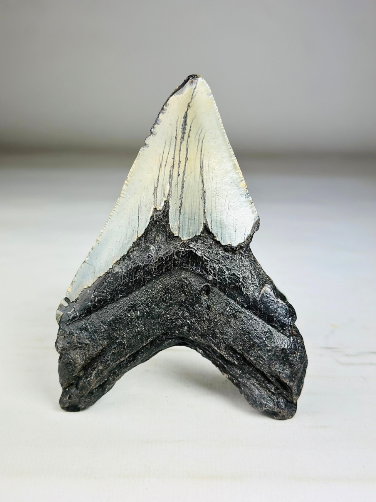 Dente di Megalodonte "Savage Reborn" (USA) - 11,8 cm