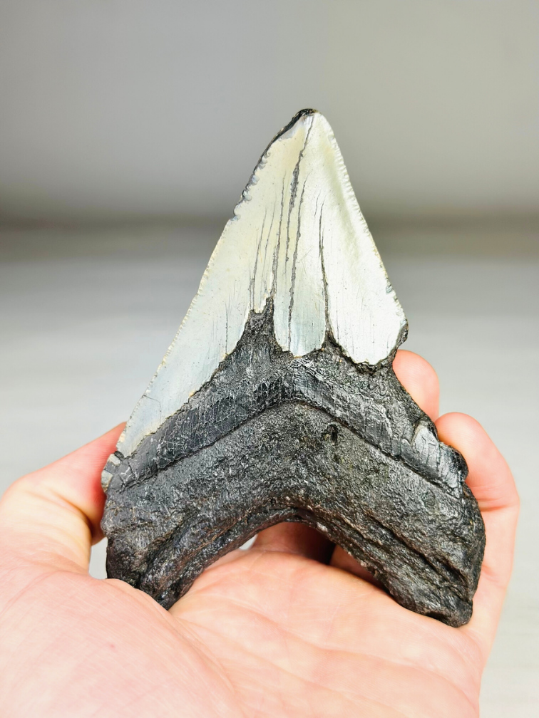 Dente di Megalodonte "Savage Reborn" (USA) - 11,8 cm