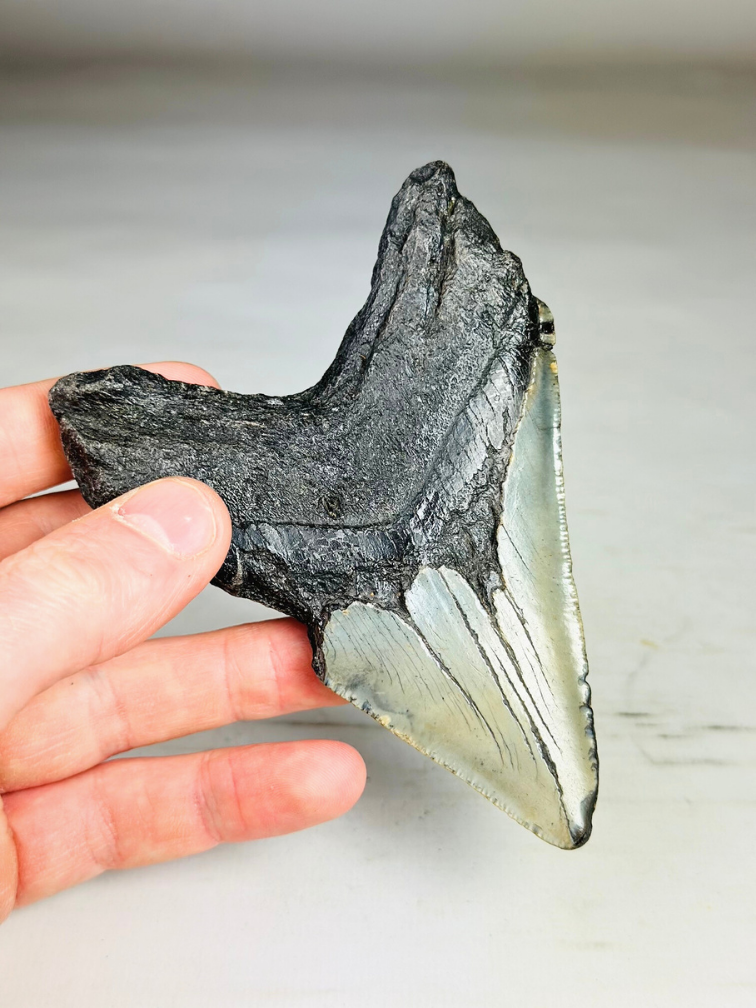 Dente di Megalodonte "Savage Reborn" (USA) - 11,8 cm