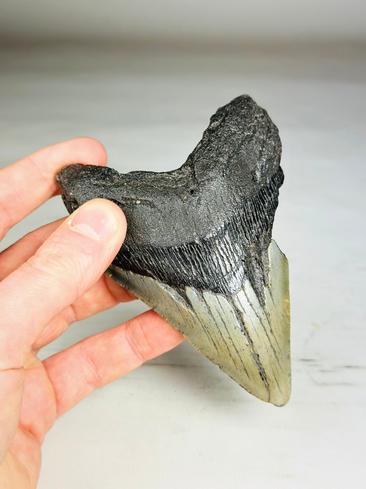 Dente di Megalodonte "Savage Reborn" (USA) - 11,8 cm