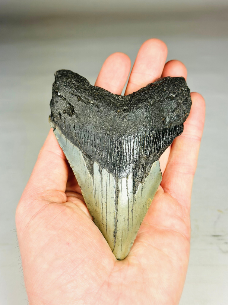 Dente di Megalodonte "Savage Reborn" (USA) - 11,8 cm