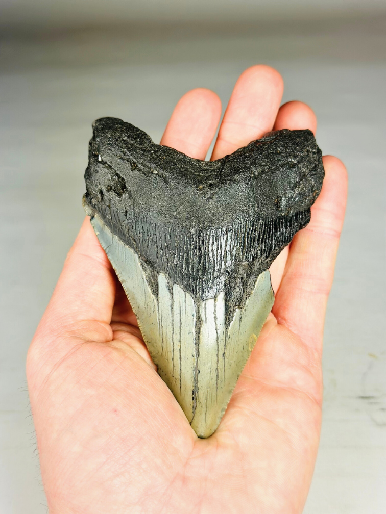 Megalodon Tooth "Savage Reborn" (VS) - 11.8 cm