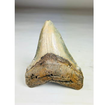 Dente di Megalodon ''Shard of Victory'' (USA) - 11,1 cm