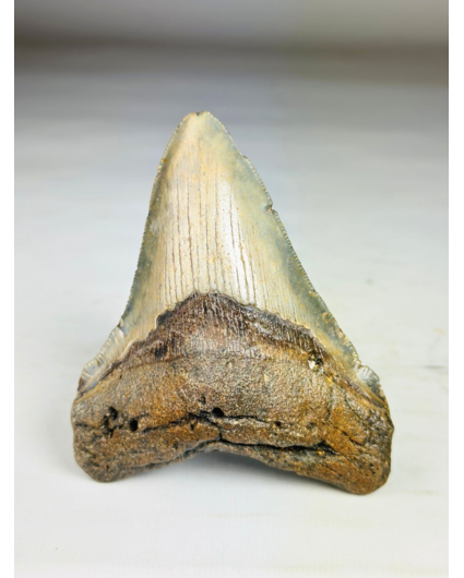 Diente de Megalodon ''Shard of Victory'' (USA) - 11,1 cm