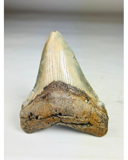 Megalodon tooth ''Shard of Victory'' (USA) - 11,1 cm