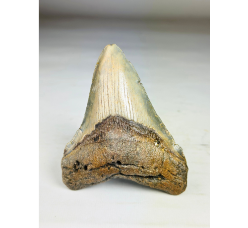 Megalodon tooth ''Shard of Victory'' (USA) - 11,1 cm