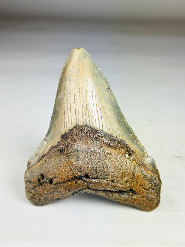 Diente de Megalodon ''Shard of Victory'' (USA) - 11,1 cm