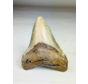 Diente de Megalodon ''Shard of Victory'' (USA) - 11,1 cm