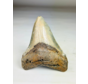Megalodon tand ''Shard of Victory'' (VS) - 11,1 cm