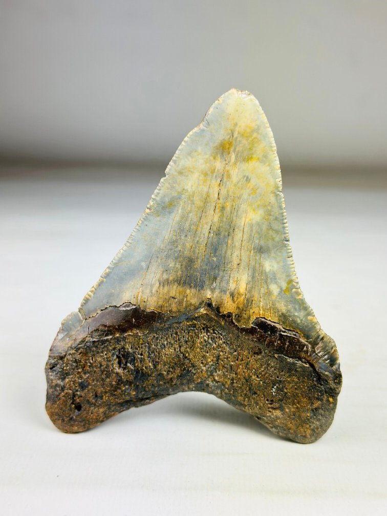 Diente de Megalodon ''Shard of Victory'' (USA) - 11,1 cm