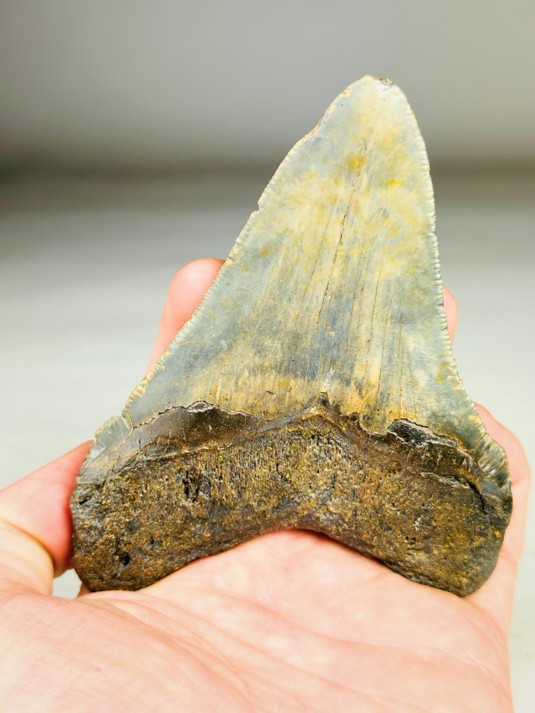 Diente de Megalodon ''Shard of Victory'' (USA) - 11,1 cm