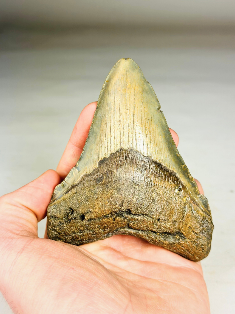 Megalodon tooth ''Shard of Victory'' (USA) - 11,1 cm