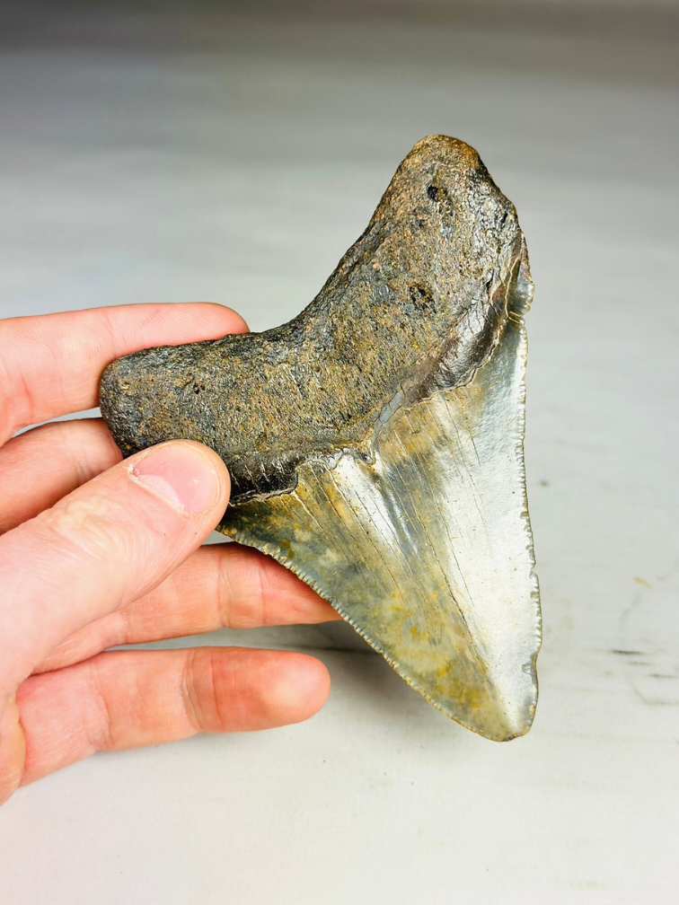 Megalodon tooth ''Shard of Victory'' (USA) - 11,1 cm