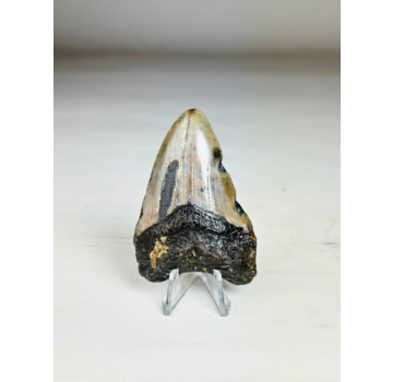Megalodon Tooth "Key to the Ancient" (US) 7.1 cm
