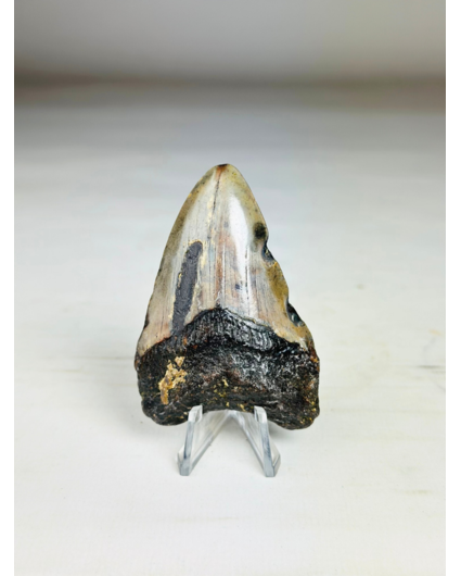 Dente di Megalodon "Key to the Ancient" (US) 7,1 cm