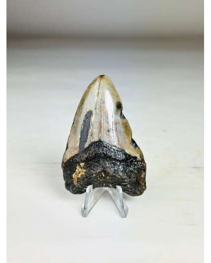 Megalodon Tand "Key to the Ancient" (VS) 7,1 cm