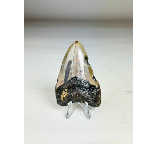 Dente di Megalodon "Key to the Ancient" (US) 7,1 cm