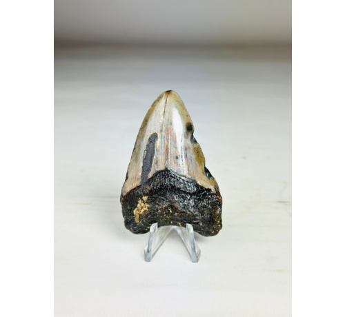 Megalodon-Zahn "Key to the Ancient" (US) 7,1 cm