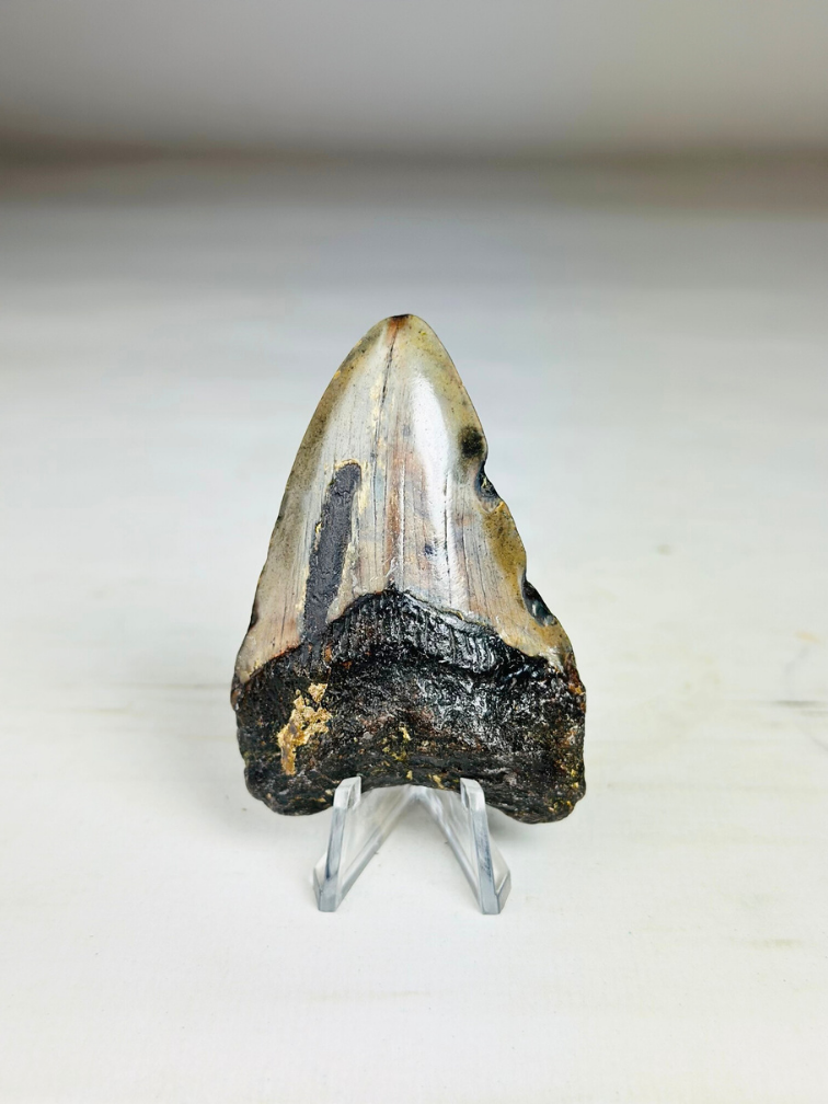 Dente di Megalodon "Key to the Ancient" (US) 7,1 cm