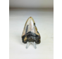 Dente di Megalodon "Key to the Ancient" (US) 7,1 cm