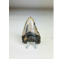 Megalodon Tooth "Key to the Ancient" (US) 7.1 cm