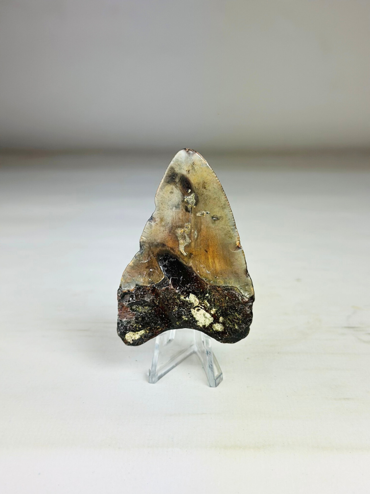 Megalodon Tooth "Key to the Ancient" (US) 7.1 cm