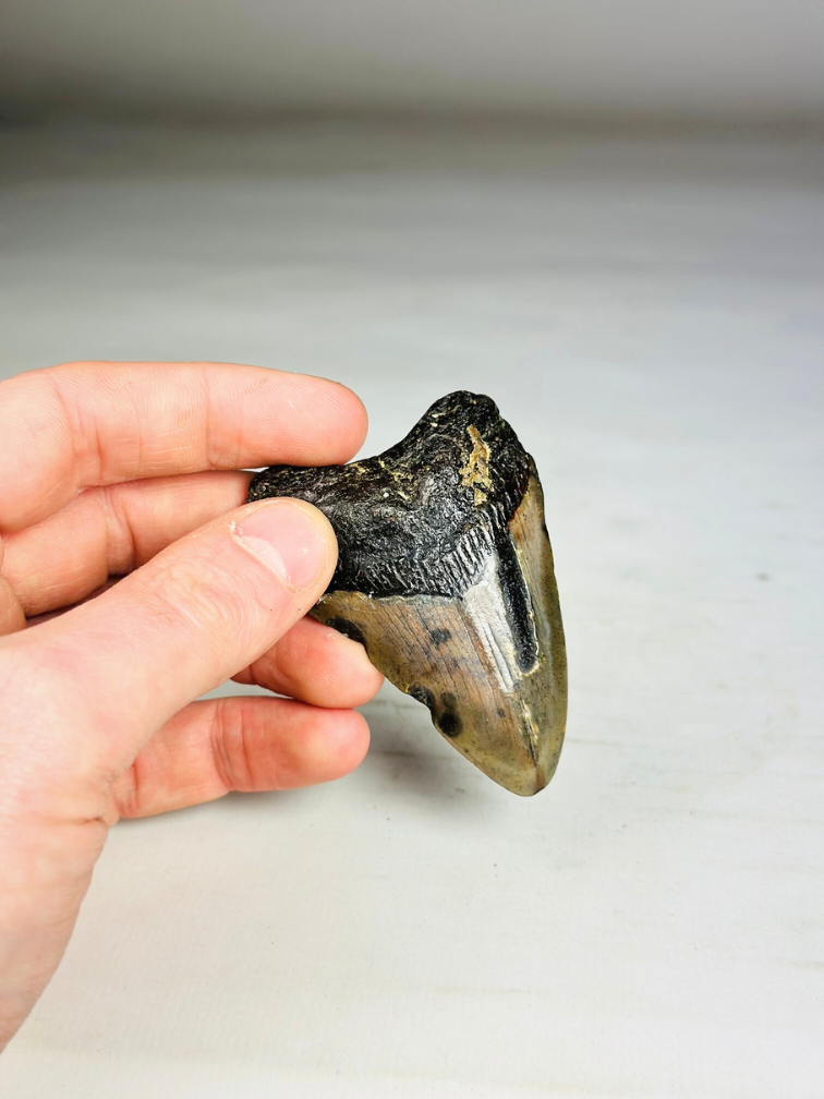 Megalodon Tooth "Key to the Ancient" (US) 7.1 cm