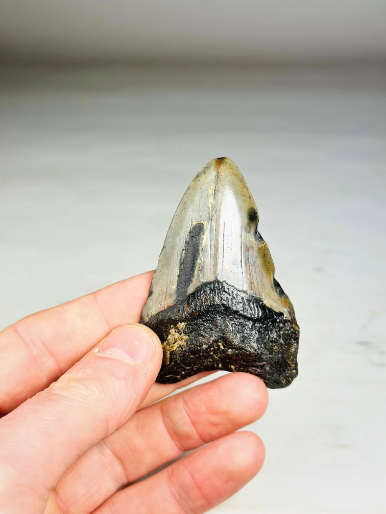 Megalodon Tooth "Key to the Ancient" (US) 7.1 cm