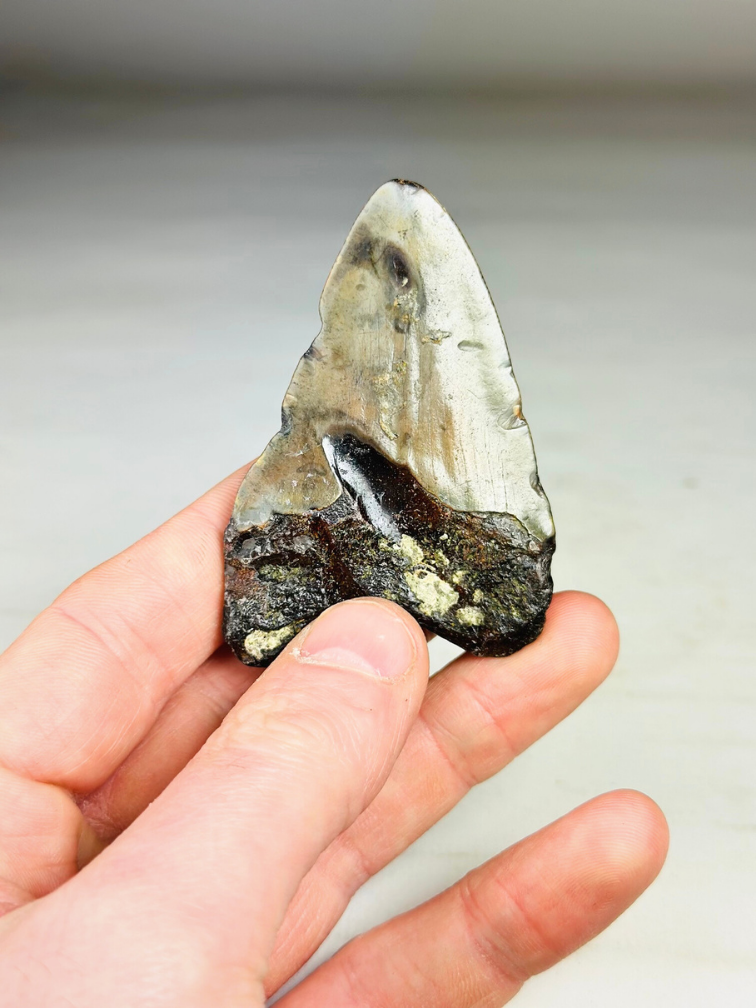 Megalodon Tooth "Key to the Ancient" (US) 7.1 cm