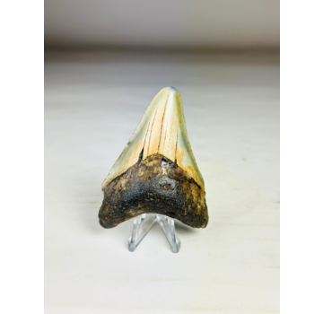 Dente di Megalodon "The Abnormal" (USA) - 7,9 cm