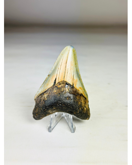 Dente di Megalodon "The Abnormal" (USA) - 7,9 cm
