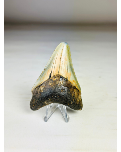 Megalodon tooth "The Abnormal" (US) - 7,9 cm