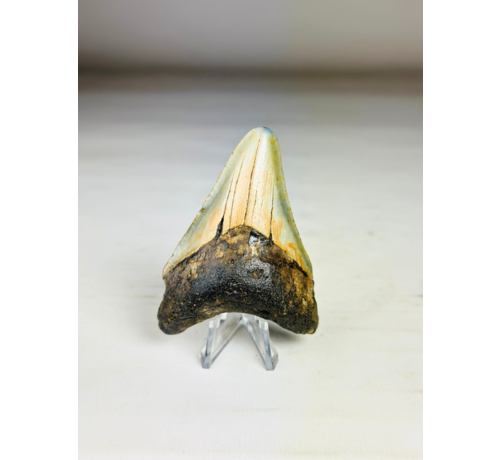 Dent de mégalodon "The Abnormal" (US) - 7,9 cm