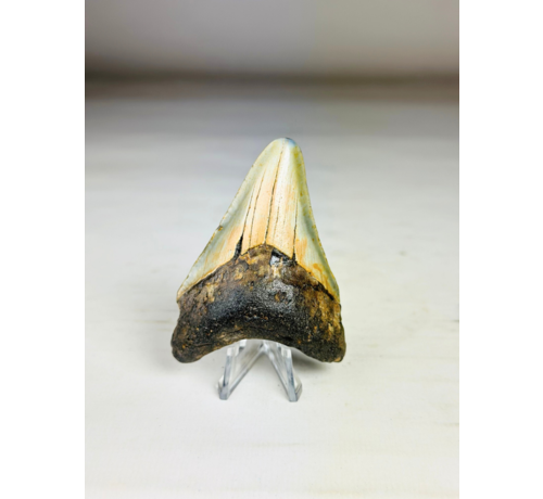 Dente di Megalodon "The Abnormal" (USA) - 7,9 cm