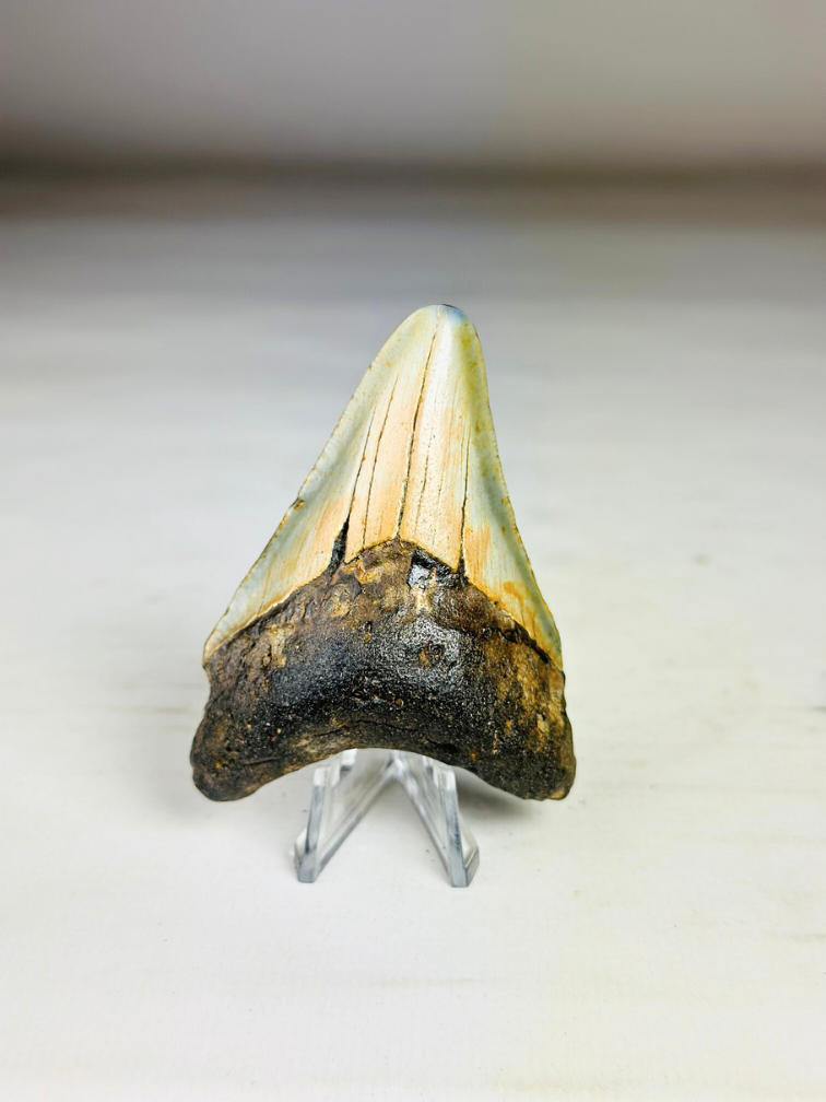 Dente di Megalodon "The Abnormal" (USA) - 7,9 cm