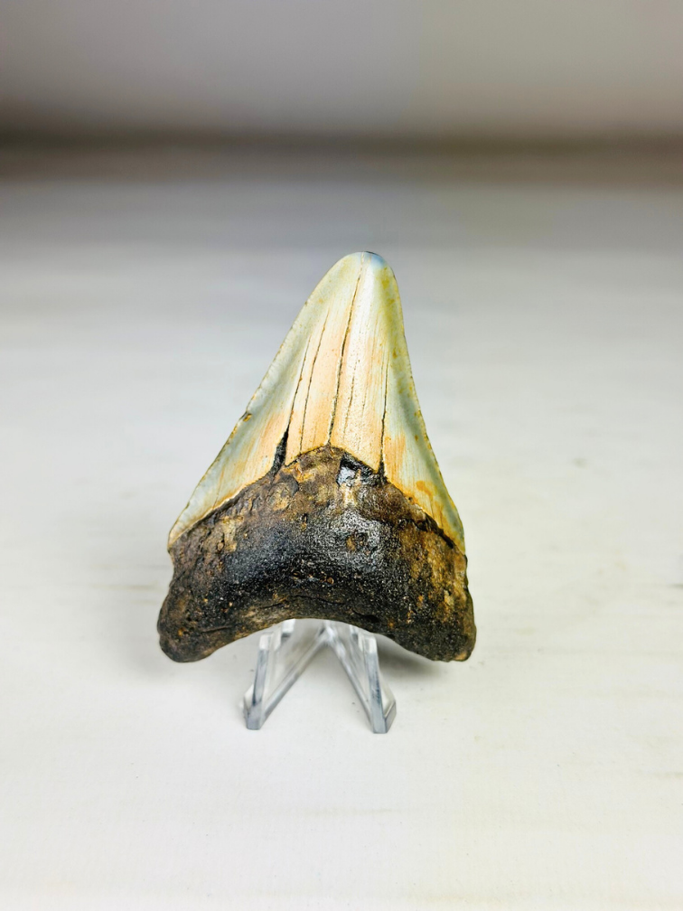 Megalodon tooth "The Abnormal" (US) - 7,9 cm