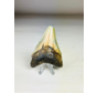 Dente di Megalodon "The Abnormal" (USA) - 7,9 cm