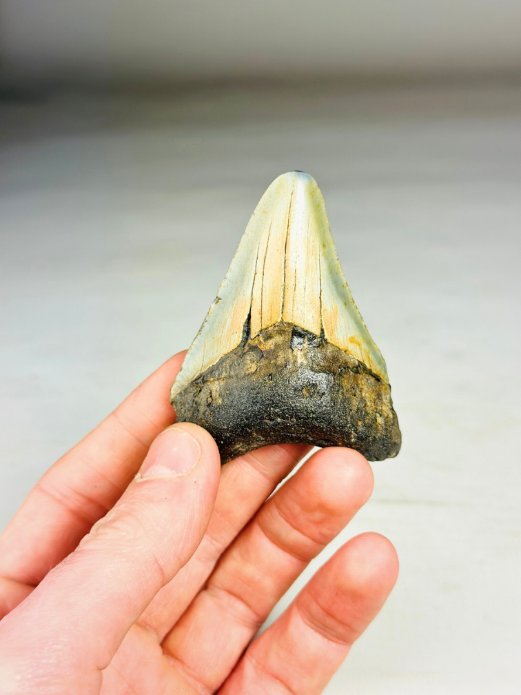 Dente di Megalodon "The Abnormal" (USA) - 7,9 cm