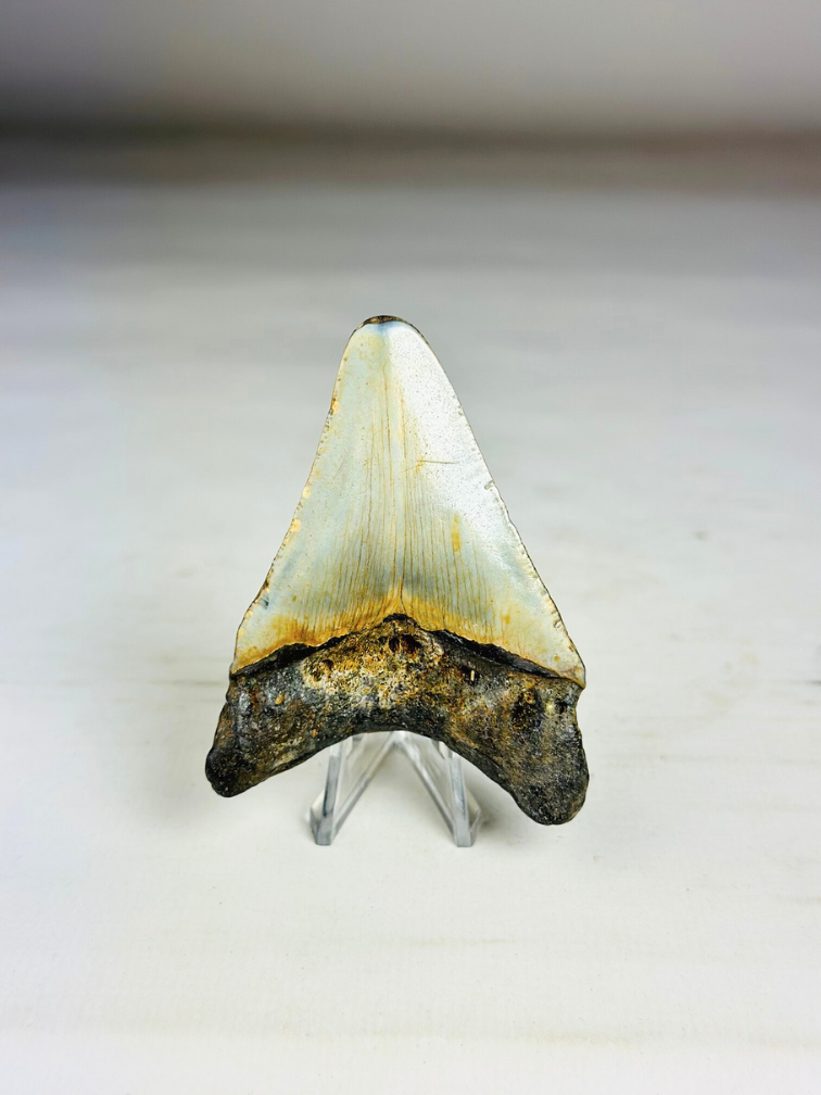 Dente di Megalodon "The Abnormal" (USA) - 7,9 cm