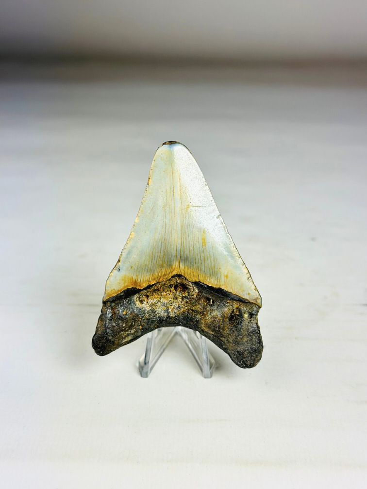 Megalodon tooth "The Abnormal" (US) - 7,9 cm