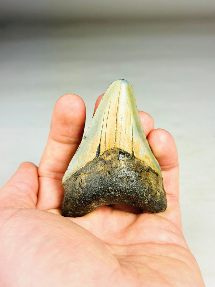 Megalodon tooth "The Abnormal" (US) - 7,9 cm