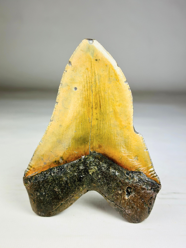 Megalodon tooth ''Shield of Justice'' (USA) - 13,3 cm