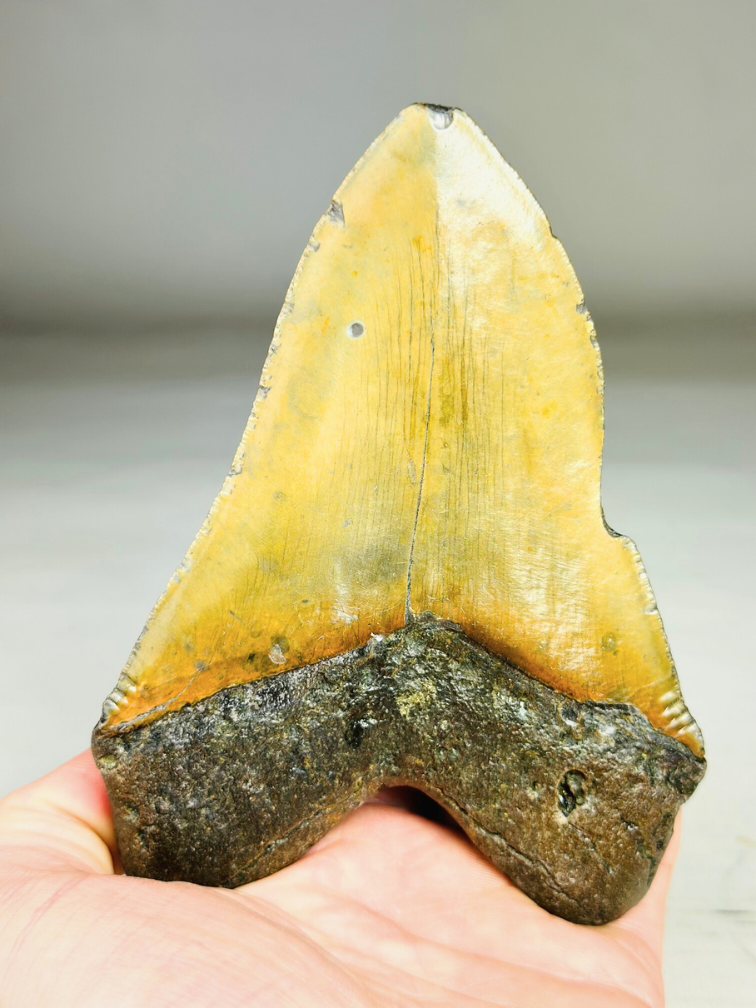 Megalodon tooth ''Shield of Justice'' (USA) - 13,3 cm