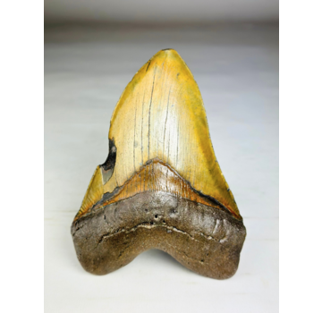 Dente di Megalodon ''Shield of Justice'' (USA) - 13,3 cm