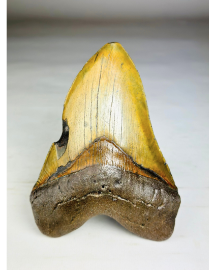 Dente di Megalodon ''Shield of Justice'' (USA) - 13,3 cm
