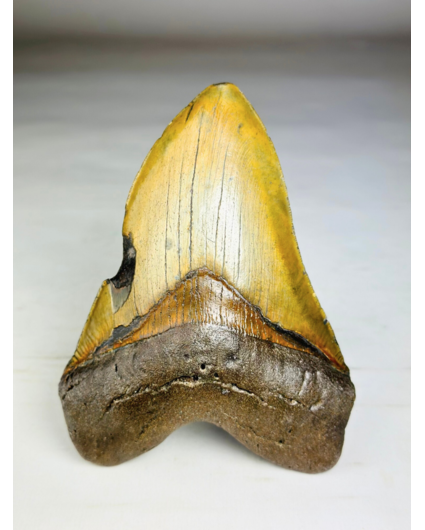 Megalodon tooth ''Shield of Justice'' (USA) - 13,3 cm