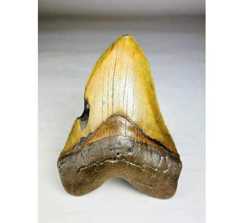Megalodon-Zahn ''Shield of Justice'' (USA) - 13,3 cm